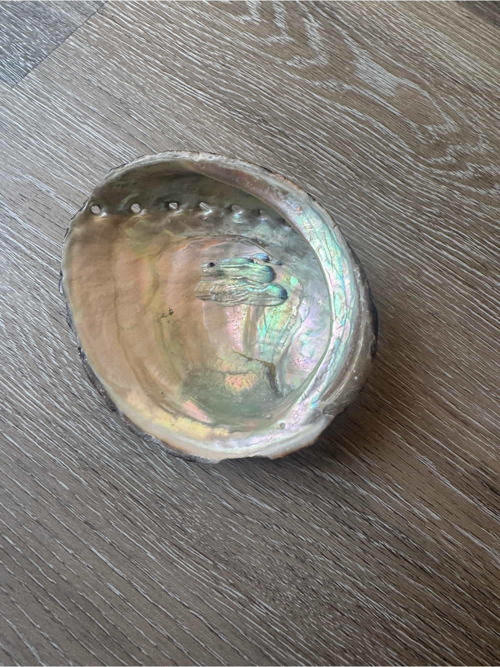 Mother of Pearl Shell